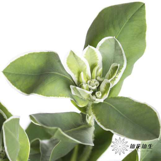 叶材 | 叶上花 商品图0