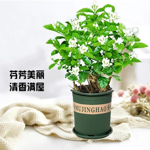 【广西 · 横县 茉莉花盆栽】茉莉花源产地直发 呼吸自然清香 商品图5