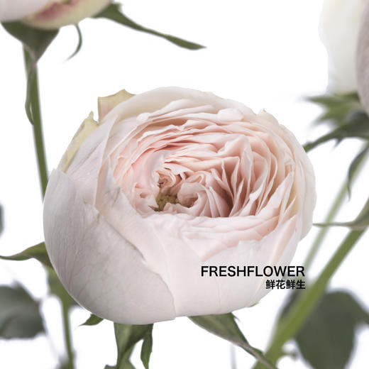 多头玫瑰 | 酷皮 商品图2