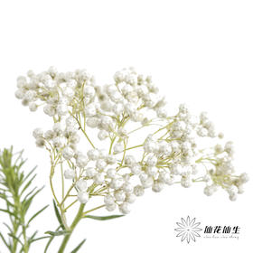 配花 | 米花白色