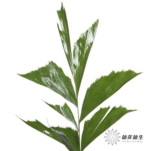 叶材 | 鱼尾叶 商品图1