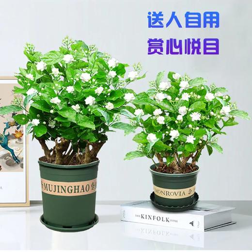 【广西 · 横县 茉莉花盆栽】茉莉花源产地直发 呼吸自然清香 商品图8