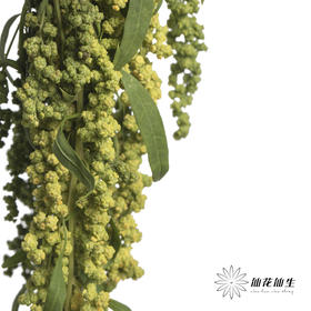 配花 | 柔丽丝绿色