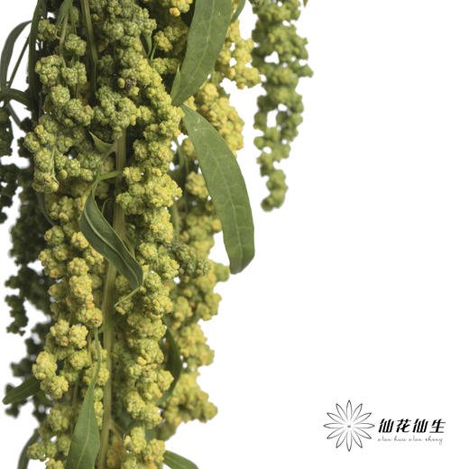 配花 | 柔丽丝绿色 商品图0