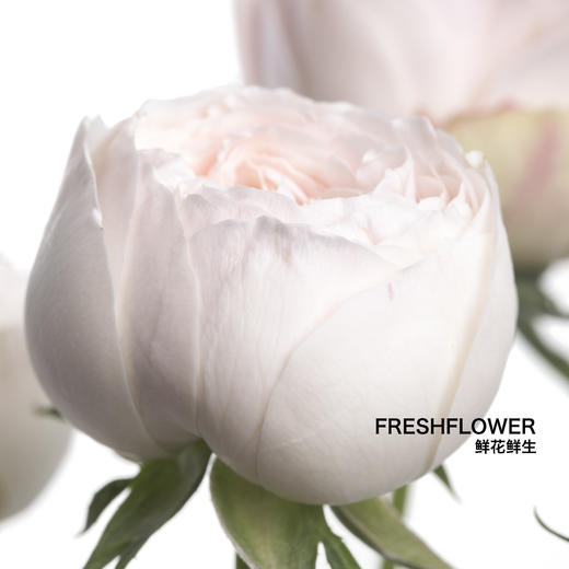 多头玫瑰 | 酷皮 商品图3