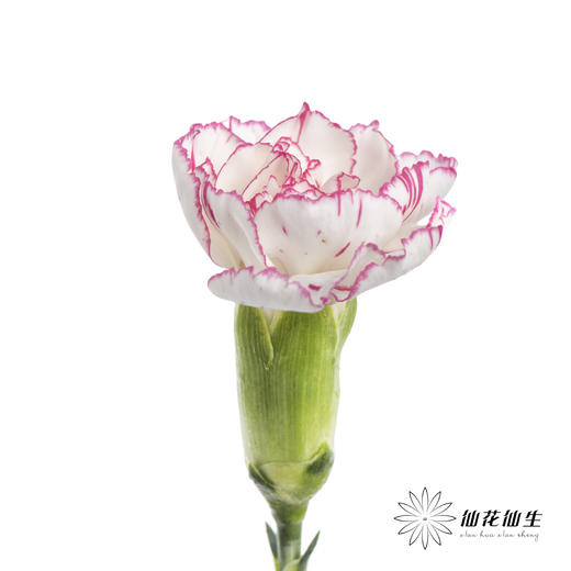 多头康乃馨 | 小白菜 商品图3