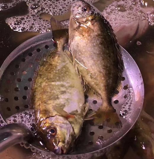 黄T 鱼 活鱼 商品图0