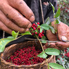 陕西大红袍干花椒，自然生长风干，色艳味浓，麻香扑鼻~ 商品缩略图2