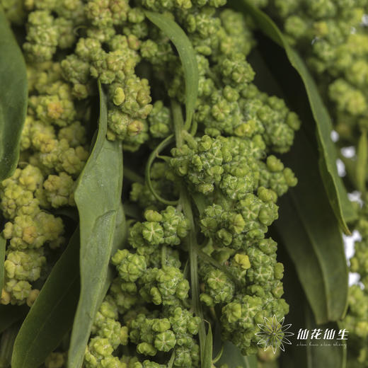 配花 | 柔丽丝绿色 商品图1