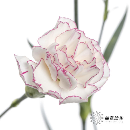 多头康乃馨 | 小白菜 商品图2