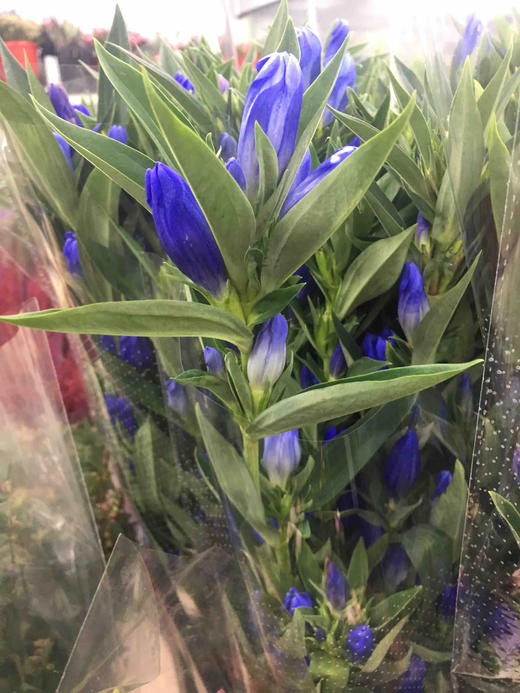 配花-进口品种龙胆-紫色-10支 商品图2