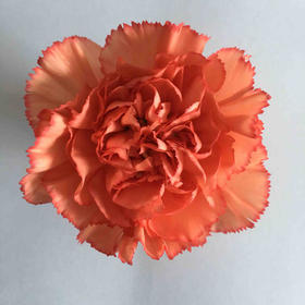 单头康乃馨 | 火焰