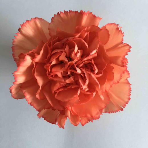 单头康乃馨 | 火焰 商品图0