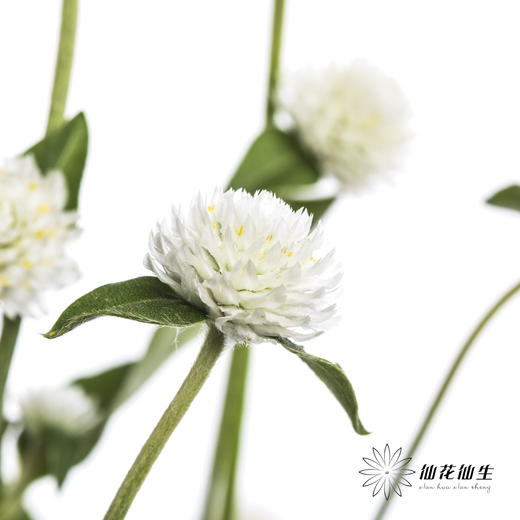 配花 | 千日红 白色 商品图1