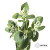 叶材 | 叶上花 商品缩略图4