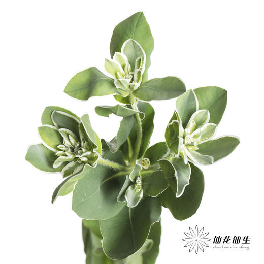 叶材 | 叶上花 商品图4