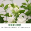 【广西 · 横县 茉莉花盆栽】茉莉花源产地直发 呼吸自然清香 商品缩略图3