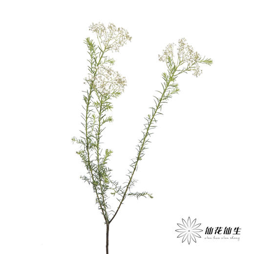 配花 | 米花白色 商品图3