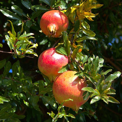 -苍山洱海好石榴，纯甜爆汁不吐籽，云南突尼斯软籽石榴-桐鲜生第六季 商品图4