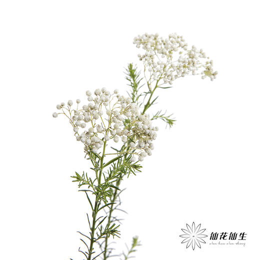 配花 | 米花白色 商品图1