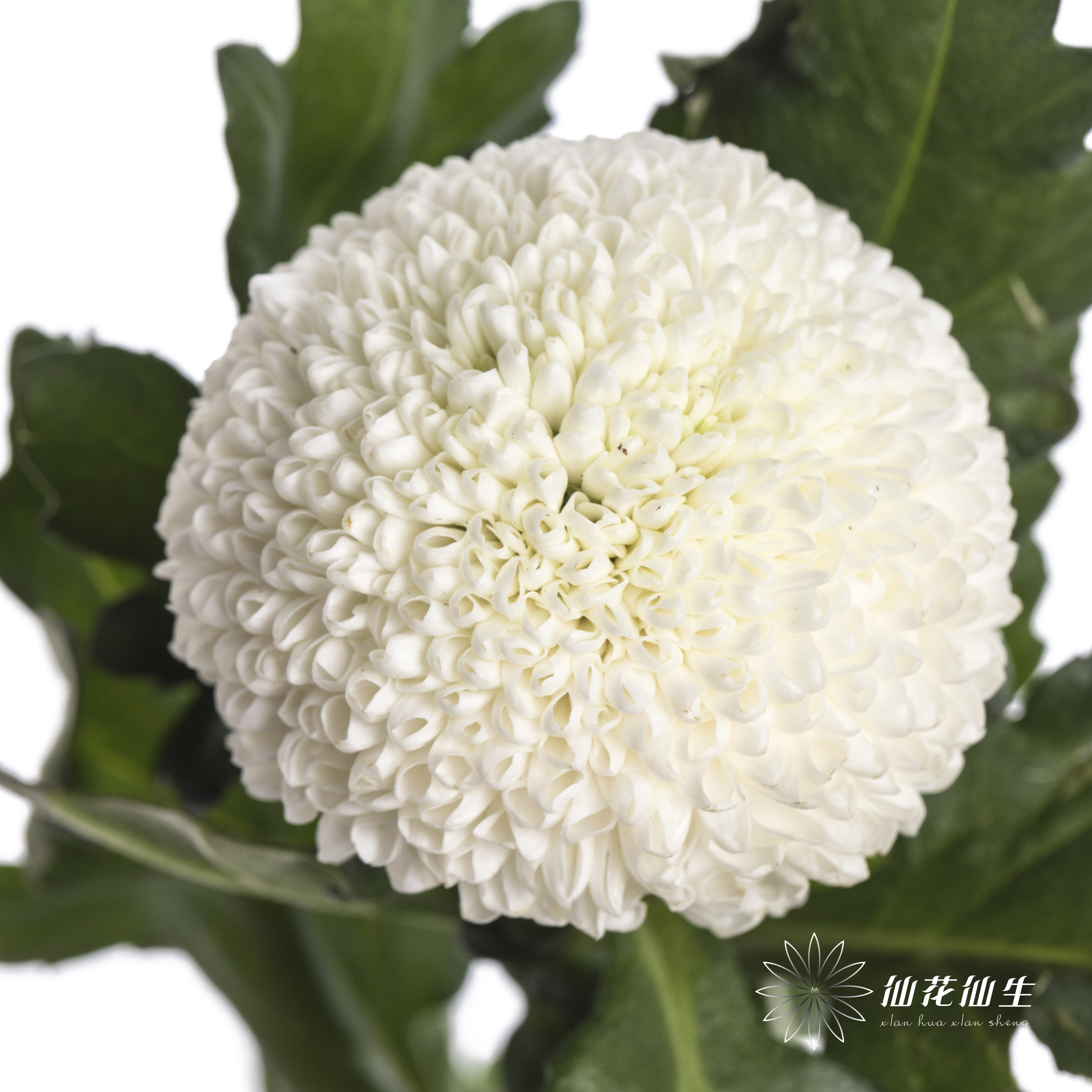 小菊 | 乒乓菊白色