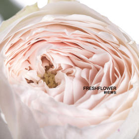 多头玫瑰 | 酷皮