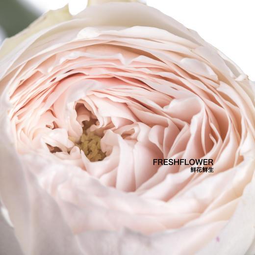 多头玫瑰 | 酷皮 商品图0