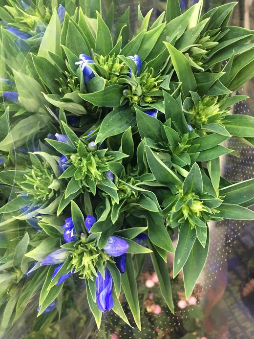 配花-进口品种龙胆-紫色-10支 商品图1