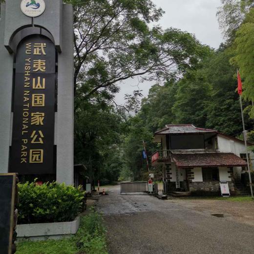 红茶 遇见武夷 2020年 麻粟古枞 百年古树奇丹品种 50g 商品图5