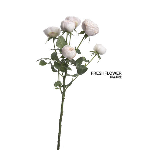 多头玫瑰 | 酷皮 商品图5