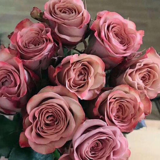 玫瑰 卡布奇诺B级