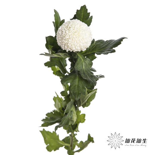 小菊 | 乒乓菊白色 商品图2