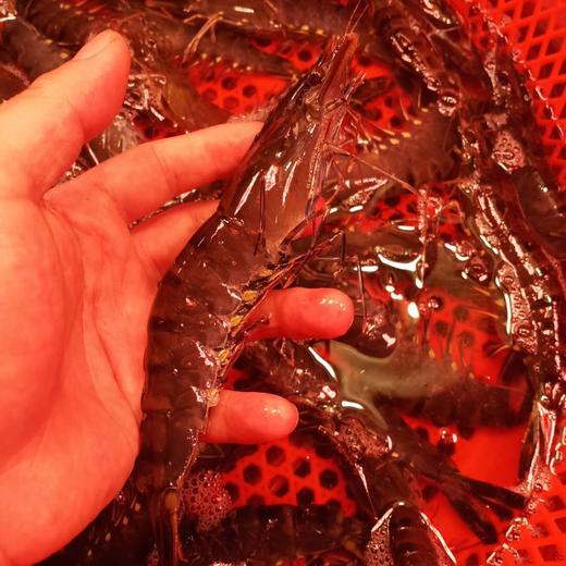 大草虾（墨虾） 鲜活 商品图1