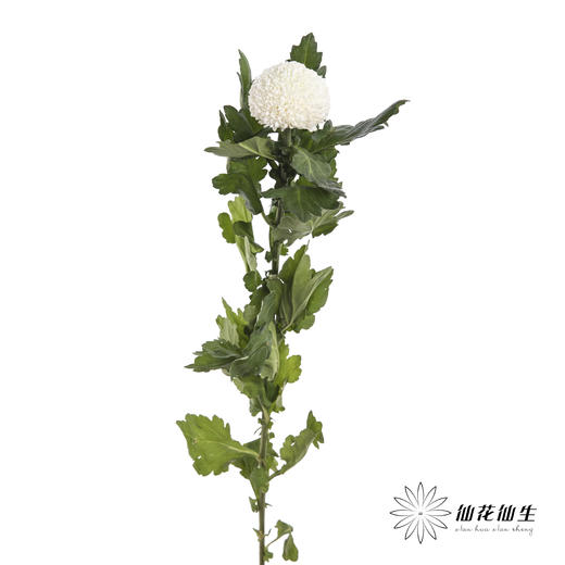 小菊 | 乒乓菊白色 商品图3