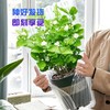 【广西 · 横县 茉莉花盆栽】茉莉花源产地直发 呼吸自然清香 商品缩略图6