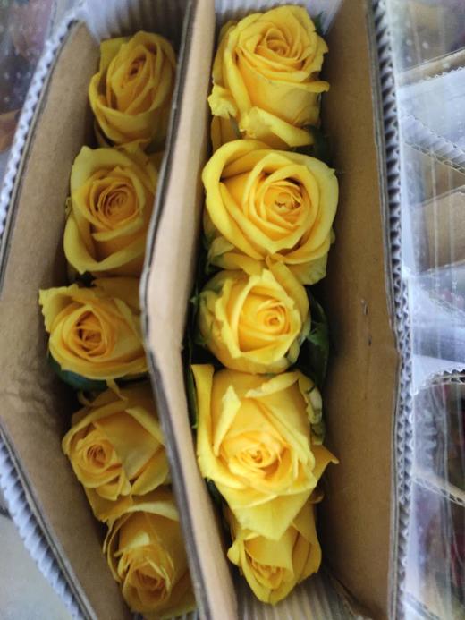 海盛玫瑰超阳黄色10支扎