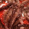大草虾（墨虾） 鲜活 商品缩略图0
