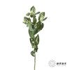 叶材 | 叶上花 商品缩略图3