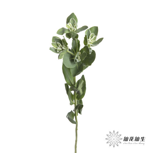 叶材 | 叶上花 商品图3