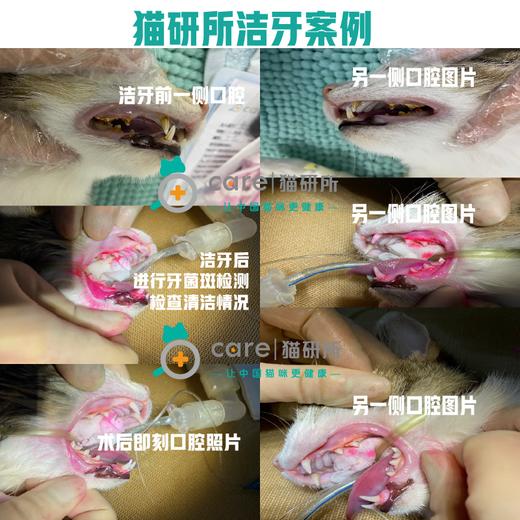 【爱宠护牙月】小型犬猫超声波洁牙+抛光套餐 生化十五项 血常规 呼吸麻醉 【5kg以上需补充麻醉耗材费】 商品图2