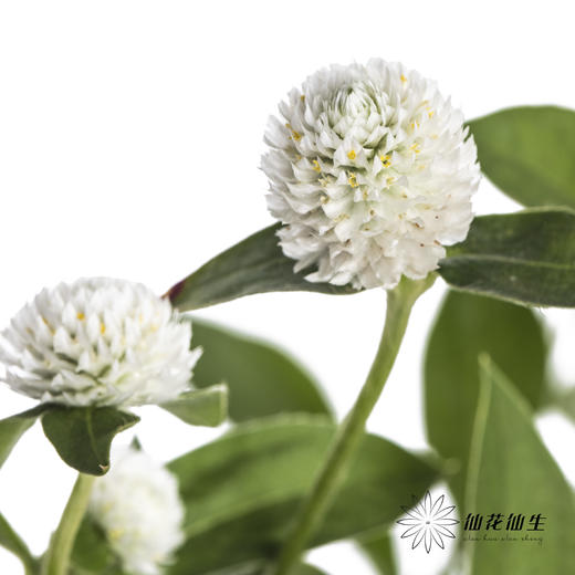 配花 | 千日红 白色 商品图0