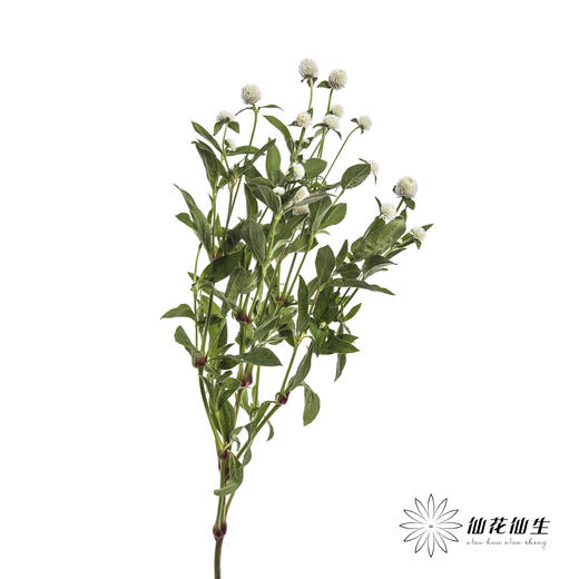 配花 | 千日红 白色 商品图3