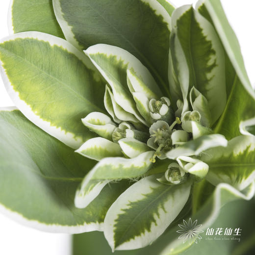 叶材 | 叶上花 商品图5