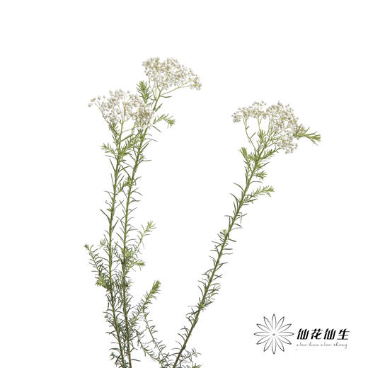 配花 | 米花白色 商品图2