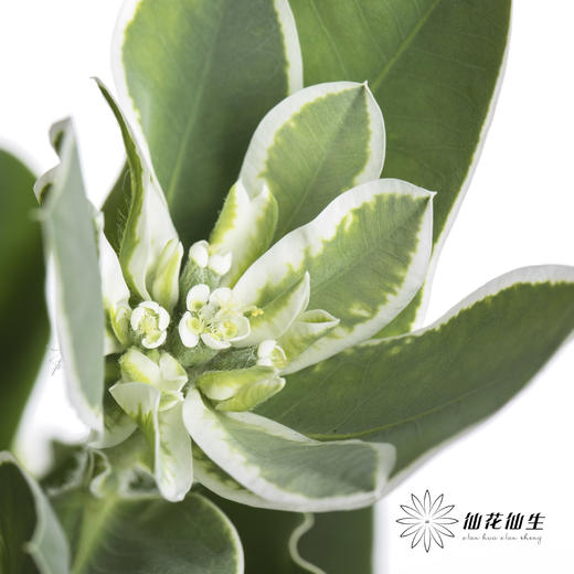 叶材 | 叶上花 商品图1