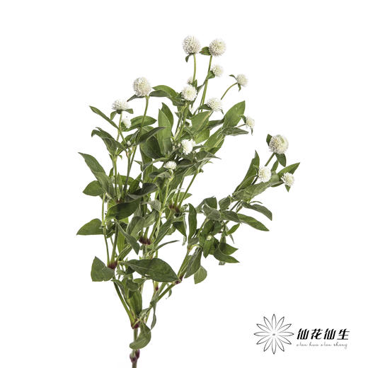 配花 | 千日红 白色 商品图2