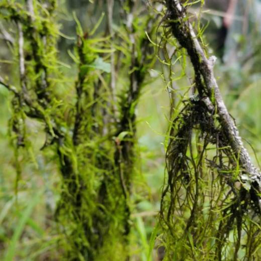 红茶 遇见武夷 2020年 麻粟古枞 百年古树奇丹品种 50g 商品图6