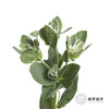 叶材 | 叶上花 商品缩略图2