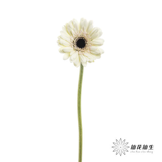 非洲菊 | 迷你玉镜(花瓣边缘会有黑边介意慎拍) 商品图4