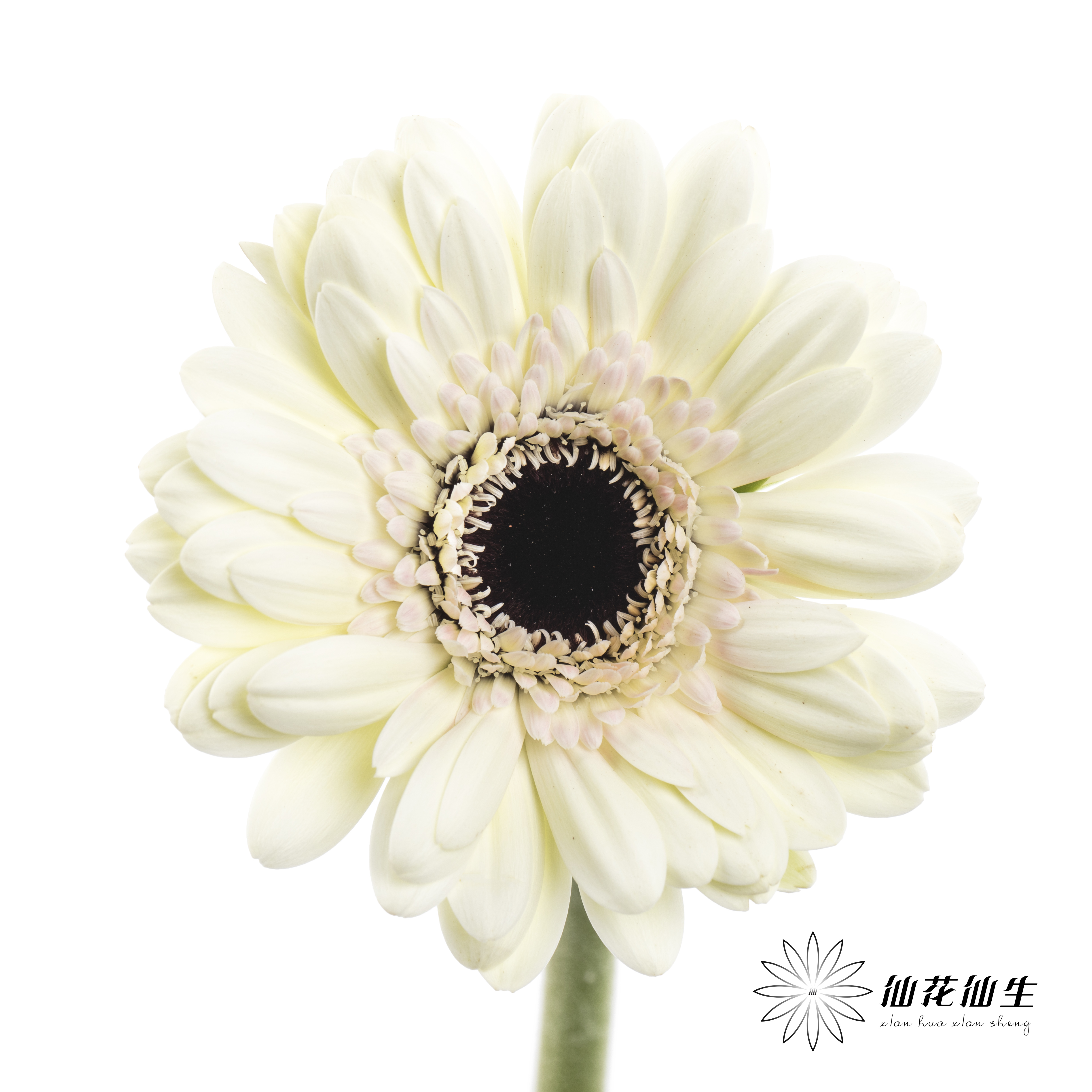 非洲菊 | 迷你玉镜(花瓣边缘会有黑边介意慎拍)